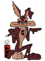 coyote